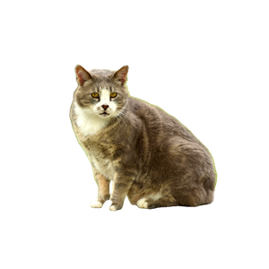 Adorable Grey And White Cat Sitting On A Wooden Deck In A Park, Surrounded By Grass. 14084 - Cat PNG image with transparent background